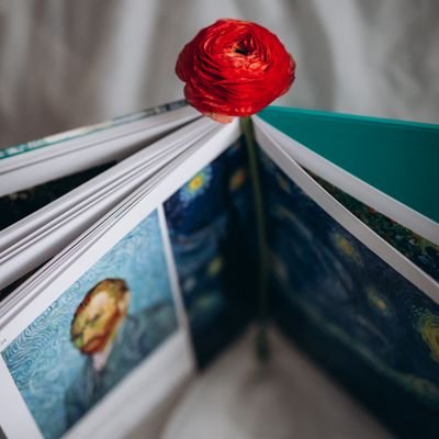 An open art book lies with a red ranunculus flower on a soft white background.