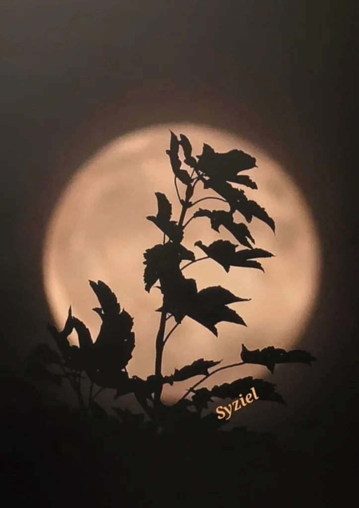 Syziel — silhouette végétale devant la Lune